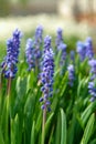 Blue flowers of Muscari armeniacum Armenian grape-hyacinth in the garden, close-up Royalty Free Stock Photo