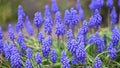 Blue flowers of the Muscari armeniacum plant blow in wind