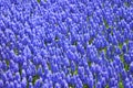 Blue flowers, Muscari or grape hyacinth, background