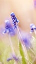 Blue flowers of a muskari in dew Royalty Free Stock Photo
