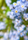 Blue flowers Myosotis Alpestris, Forget Me Not