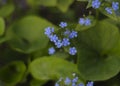 Blue flowers myosotis brunera forget-me-not