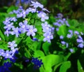 Blue flowers `MyosÃÂ³tis`