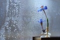 Blue flowers near wet window