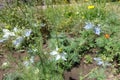 Blue flowers of Nigella damascena Royalty Free Stock Photo