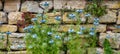 Blue flowers, Nigella sativa, against a dry stone wall background Royalty Free Stock Photo