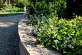 Blue flowers over a retaining wall with blue flowers in the park with stone paved lamps and paths Royalty Free Stock Photo