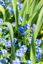 Blue flowers in a park in Weesen in Switzerland Royalty Free Stock Photo