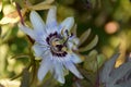 Blue flowers of passionflower Royalty Free Stock Photo