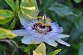Blue flowers of passionflower Royalty Free Stock Photo