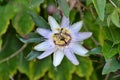 Blue flowers of passionflower Royalty Free Stock Photo