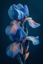 Blue flowers, petals on a dark background. Flowering flowers, a symbol of spring, new life