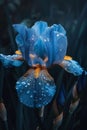 Blue flowers, petals with drops of rain, water, dew on a dark background. Flowering flowers, a symbol of spring, new life Royalty Free Stock Photo