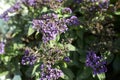 Blue flowers plumbaginaceae limonium sinuatum forever silver in the garden. Summer and spring time