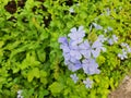 Blue flowers plumbago auriculata
