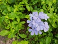 Blue flowers plumbago auriculata