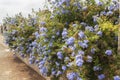 Blue flowers plumbago auriculata, cape leadwort, blue jasmine Royalty Free Stock Photo