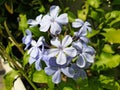 Blue flowers plumbago auriculata or plumbago europaea Royalty Free Stock Photo