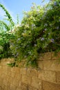 Blue flowers of Plumbago auriculata in the medieval city of Rhodes. Plumbago auriculata is a species of flowering plant. Greece Royalty Free Stock Photo