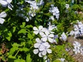 Blue flowers plumbago auriculata Royalty Free Stock Photo