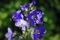 Blue flowers Polemonium caeruleum or Jacob's-ladder Royalty Free Stock Photo