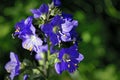 Blue flowers Polemonium caeruleum or Jacob's-ladder Royalty Free Stock Photo