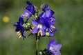 Blue flowers Polemonium caeruleum or Jacob's-ladder Royalty Free Stock Photo