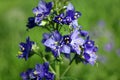 Blue flowers Polemonium caeruleum or Jacob's-ladder Royalty Free Stock Photo