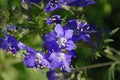 Blue flowers Polemonium caeruleum or Jacob's-ladder Royalty Free Stock Photo