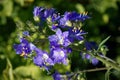 Blue flowers Polemonium caeruleum or Jacob's-ladder