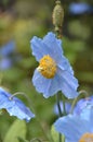 Blue Flowers