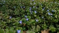 The blue flowers of procumbent speedwell Royalty Free Stock Photo