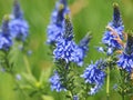 Blue flowers of Prostrate speedwell