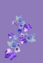 Blue flowers in purple background Royalty Free Stock Photo