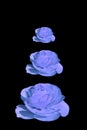 Blue flowers in purple background Royalty Free Stock Photo