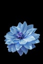 Blue flowers in purple background Royalty Free Stock Photo