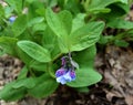 Blue flowers, purple buds and green leaves of Virginia bluebells in spring.