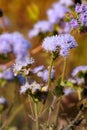 Blue flowers with red color background