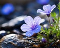 blue flowers on rocks with water droplets on them Royalty Free Stock Photo