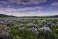 Blue Flowers and Sage Below Wyoming Range, Wind River Mountains. Royalty Free Stock Photo