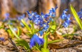 Blue flowers of Scilla primroses in the rays of the bright spring sun Royalty Free Stock Photo