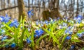 Blue flowers of Scilla primroses in the rays of the bright spring sun Royalty Free Stock Photo