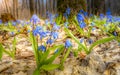 Blue flowers of Scilla primroses in the rays of the bright spring sun Royalty Free Stock Photo