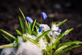 Blue flowers scilla in the snow close up