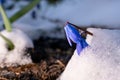 Blue flowers scilla in the snow close up