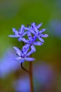 Blue flowers of scilla spp.