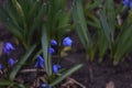 Blue flowers of the Scilla Squill blooming in April. Bright spring flower of Scilla Bifolia closeup - Bluebells in a spring forest