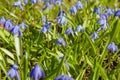 Blue flowers of the Scilla Squill blooming in April