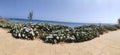 blue flowers on the sea coast. Ayia Napa. Cyprus.