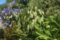 Blue flowers and seeds of Lily of the Nile. Royalty Free Stock Photo